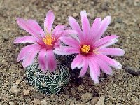 Mammillaria boolii JLcoll.2561.jpg